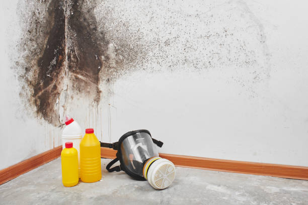 Best Commercial Mold Removal  in Frankfort, OH
