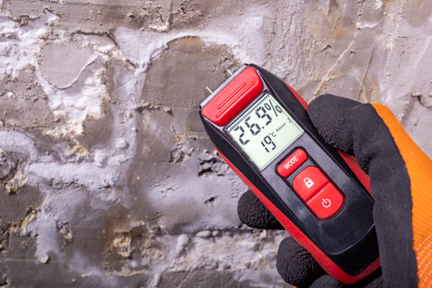 Best Home Mold Removal  in Frankfort, OH