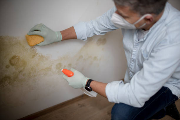 Best Best Mold Removal Companies  in Frankfort, OH