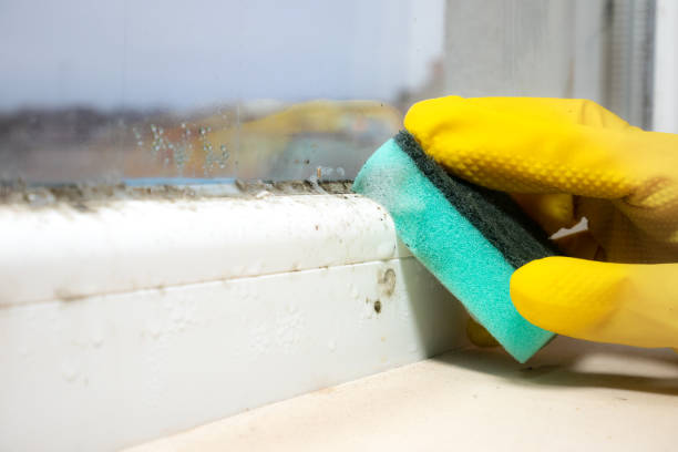 Best Commercial Mold Removal  in Frankfort, OH