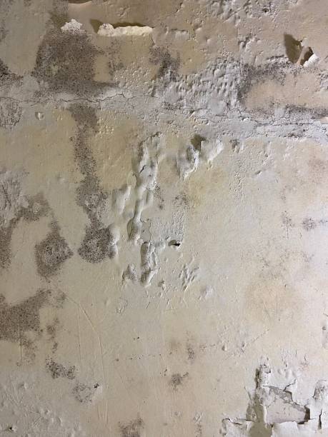 Best Emergency Mold Removal  in Frankfort, OH