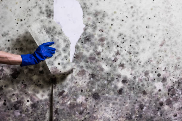 Best Mold Remediation Services  in Frankfort, OH