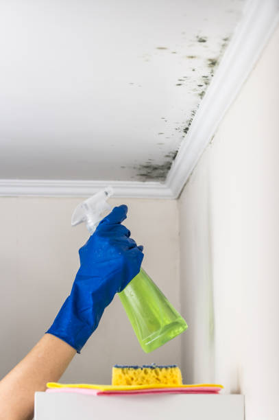 Best Affordable Mold Removal  in Frankfort, OH