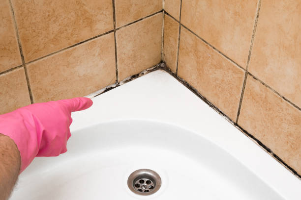 Best Mold Removal and Inspection  in Frankfort, OH